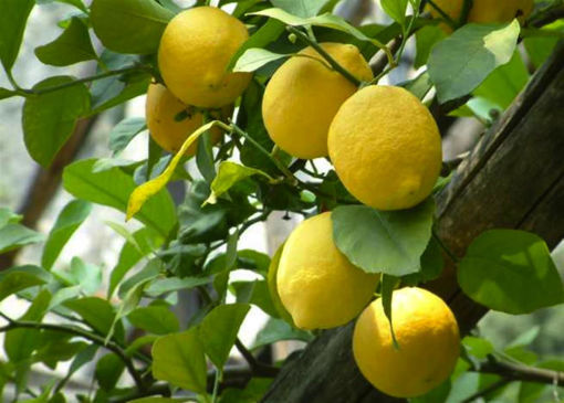 Immagine di LIMONI SICILIANI