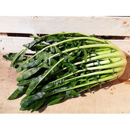 Picture of PUNTARELLE 