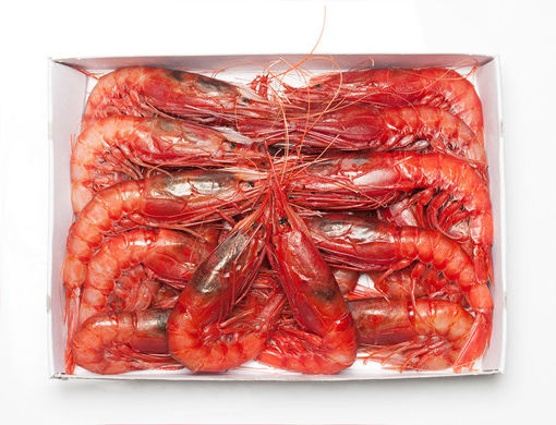 Picture of  RED SHRIMP OF MARZARA II ° CHOICE FROZEN 