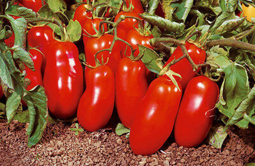 Immagine di POMODORO SAN MARZANO