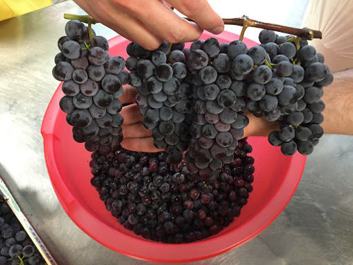 Strawberry grapes store