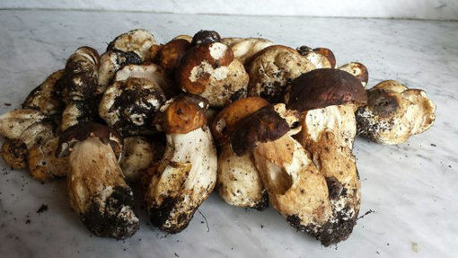 Immagine di FUNGHI PORCINI FRESCHI
