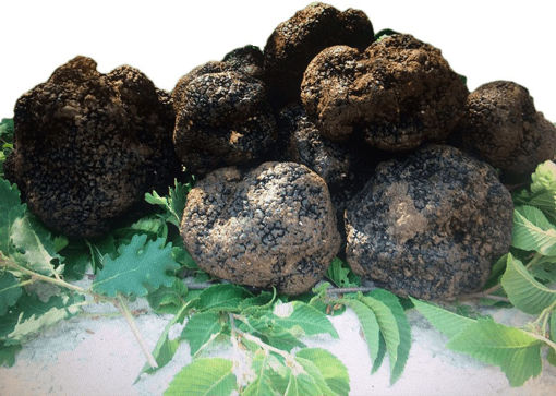 Immagine di TARTUFO NERO FRESCO UNCINATO