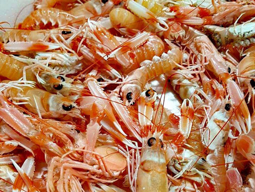 Immagine di SCAMPI MEDITERRANEO III(solo su ordinaz.)