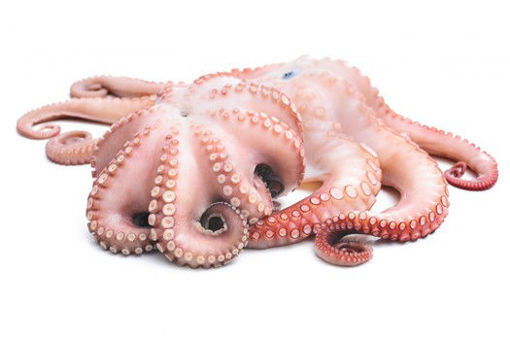 Picture of OCTOPUS T7 MOROCCO IQF FROZEN 