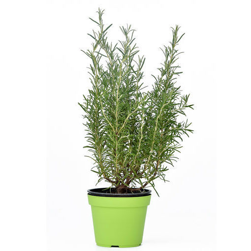 Picture of SEEDLING ROSEMARY