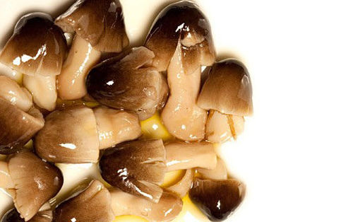 Immagine di FUNGHI DI MUSCHIO IN OSG KG.3,1 PANEBIANCO