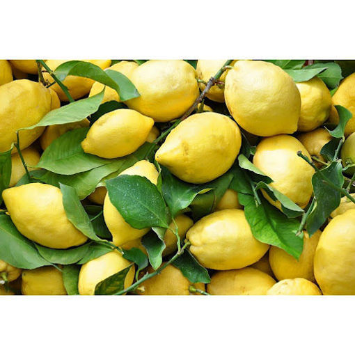 Immagine di LIMONI BIO DI SICILIA