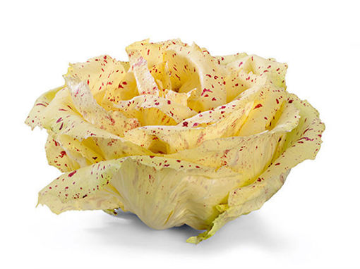 Immagine di RADICCHIO VARIEGATO DI CASTELFRANCO