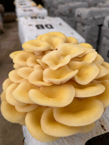 Immagine di FUNGHI CORNUCOPIA FRESCHI