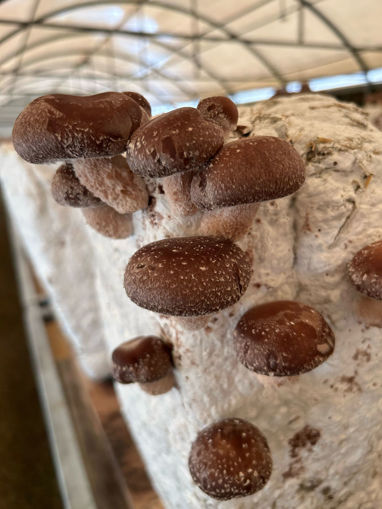 Immagine di FUNGHI SHIITAKE FRESCHI