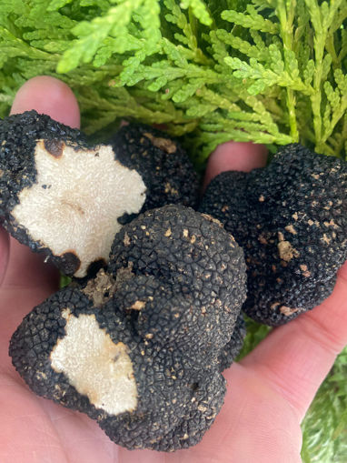 Immagine di TARTUFO NERO ESTIVO BULGARIA  I° CATEG. (super. 15 Gr.)