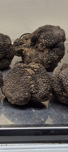 Immagine di TARTUFO NERO ESTIVO ITALIA II° CATEG. (infer. 15 Gr.)